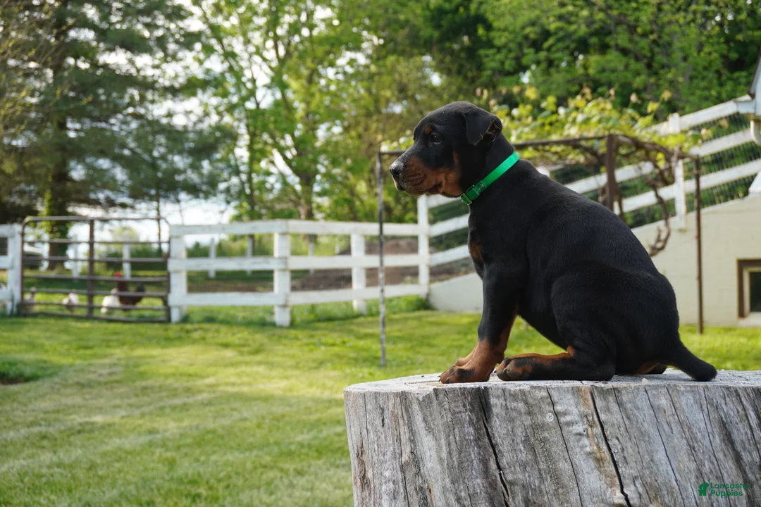 Doberman Pinscher dogs for sale: Macho - Ad 2