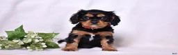 Cavalier King Charles Spaniel dogs for sale: Rudy | Genetically Screened  - Ad 10