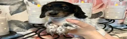 Miniature Dachshund dogs for sale: Trix - Ad 8