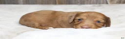 Dachshund dogs for sale: Missy - Ad 2