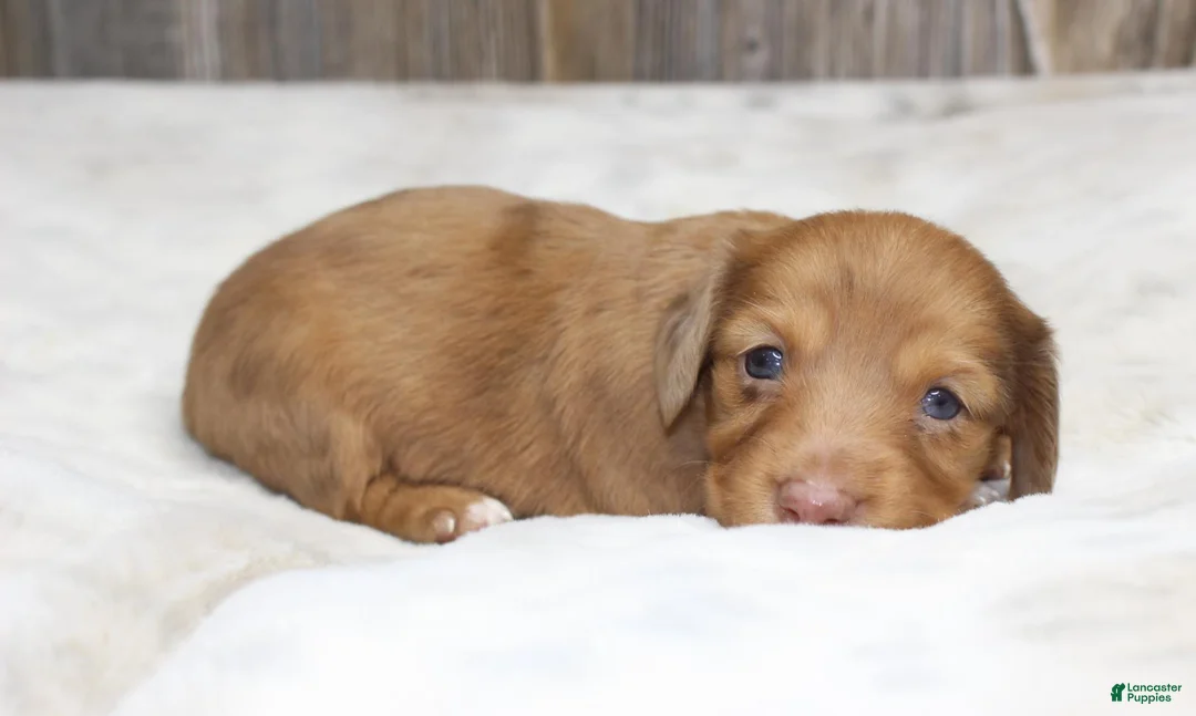 Dachshund dogs for sale: Missy - Ad 2
