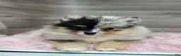 Pomsky dogs for sale: Stetson - Ad 3
