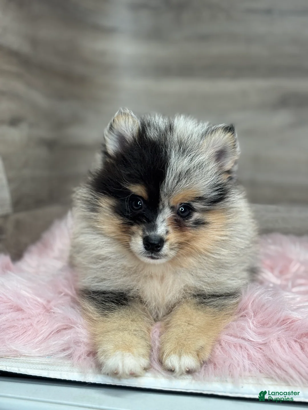 Pomsky dogs for sale: Stetson - Ad 3
