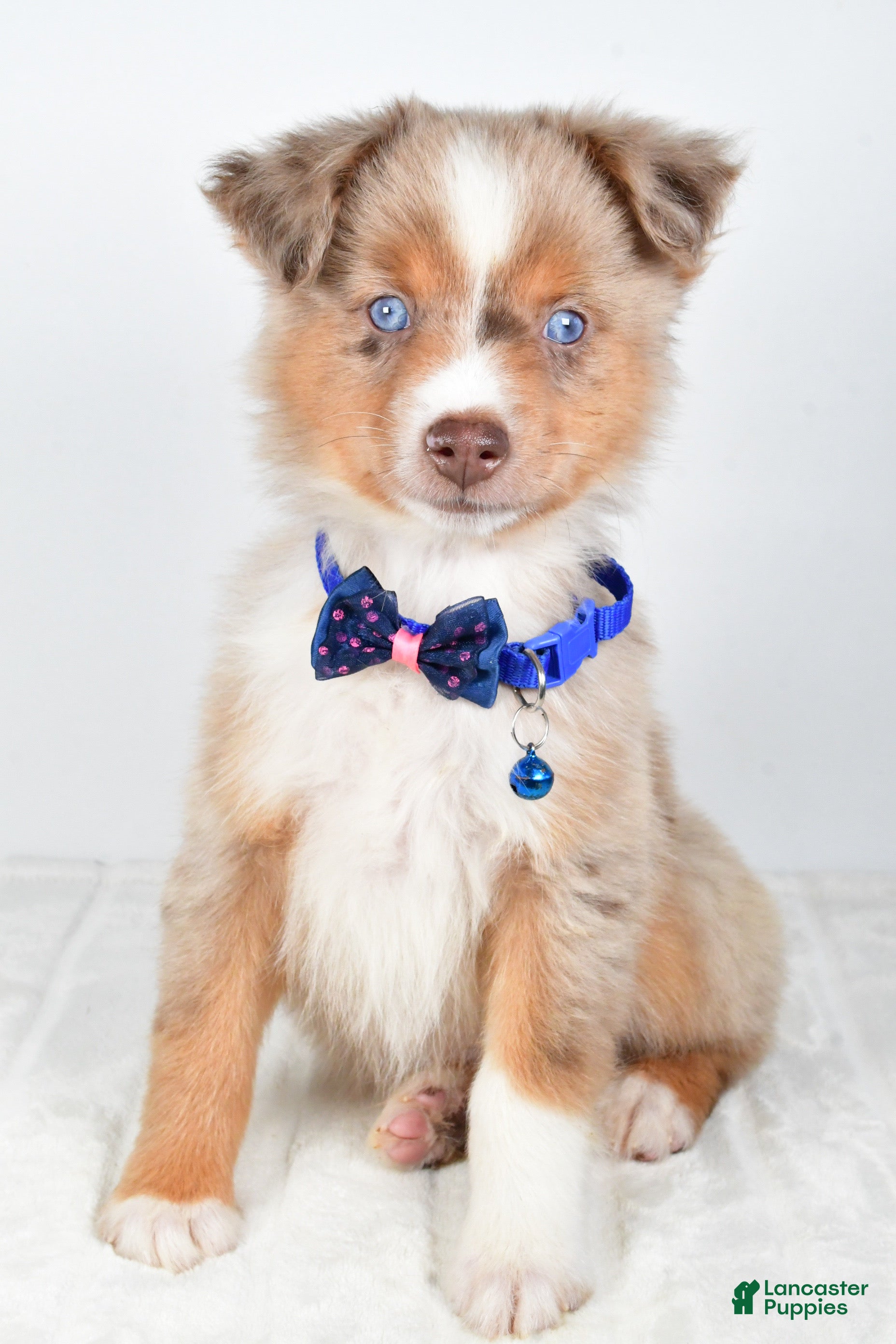 Miniature Australian Shepherd dogs Patrick - Ad 7