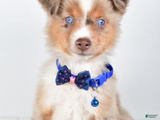 Miniature Australian Shepherd dogs Patrick - Ad 7