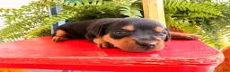 Miniature Pinscher dogs for sale: Martha  - Ad 3