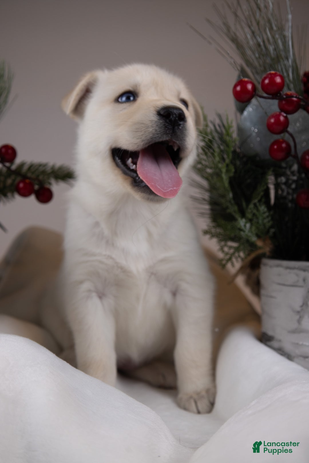 Goberian dogs for sale: Bear - Ad 36