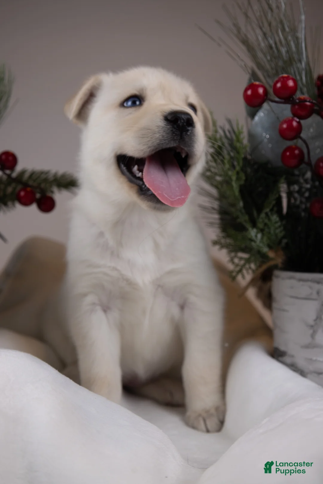 Goberian dogs for sale: Holly - Ad 28