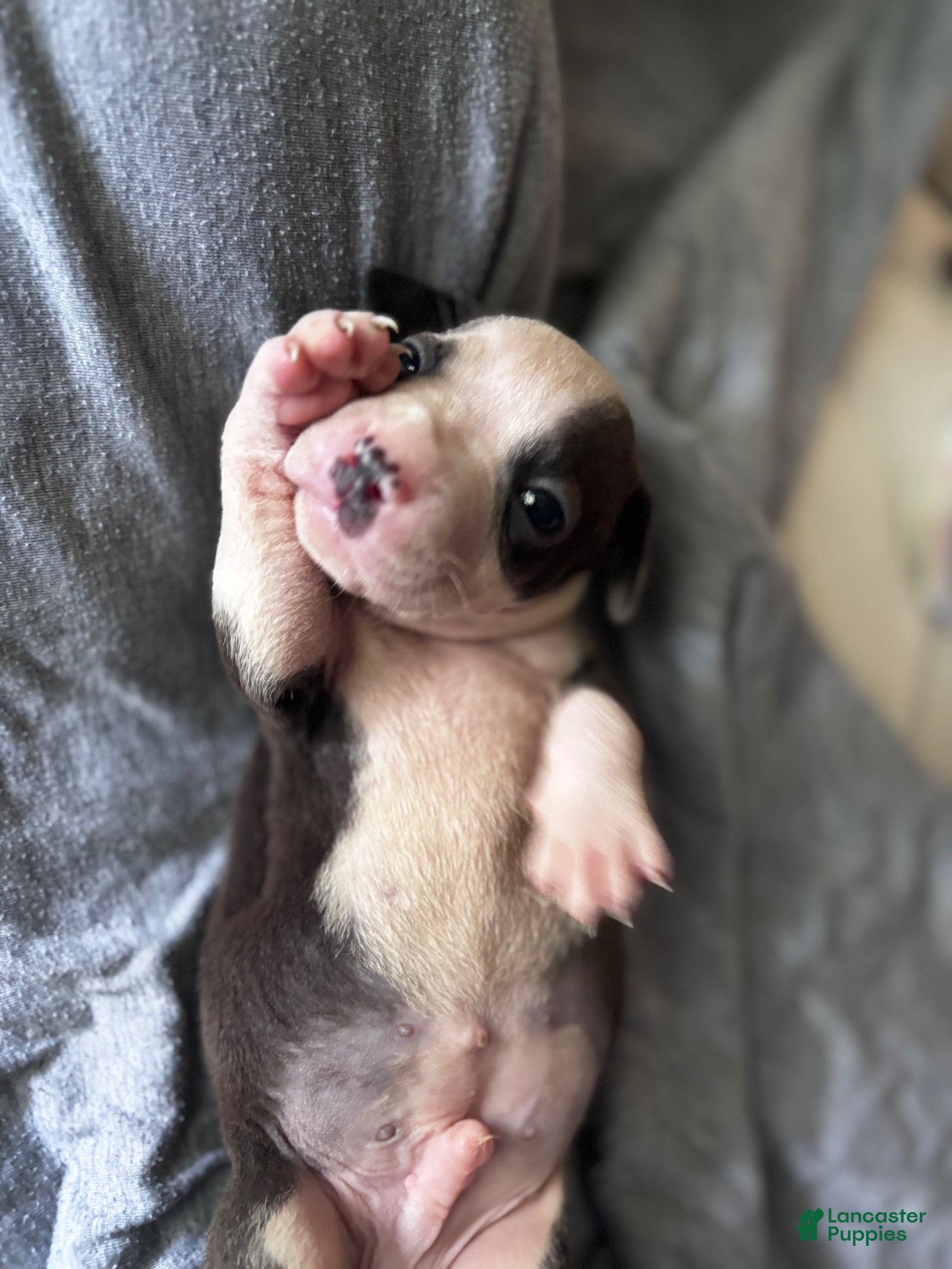 Mixed Breed dogs for sale: Mixed Breed 2 - Ad 7