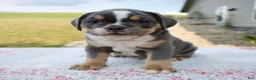 Beabull dogs for sale: Benji - Ad 1