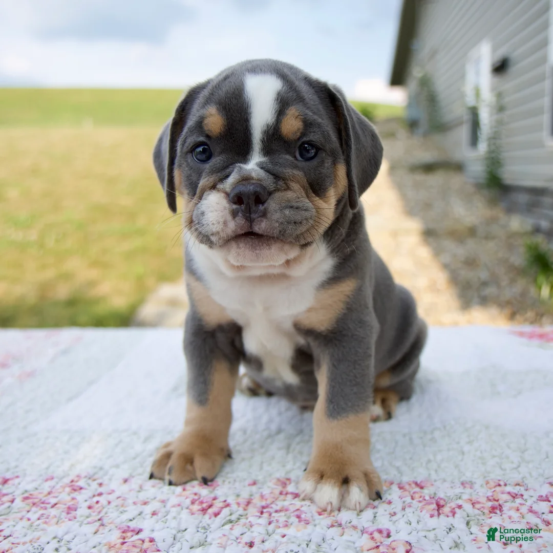 Beabull dogs for sale: Benji - Ad 1