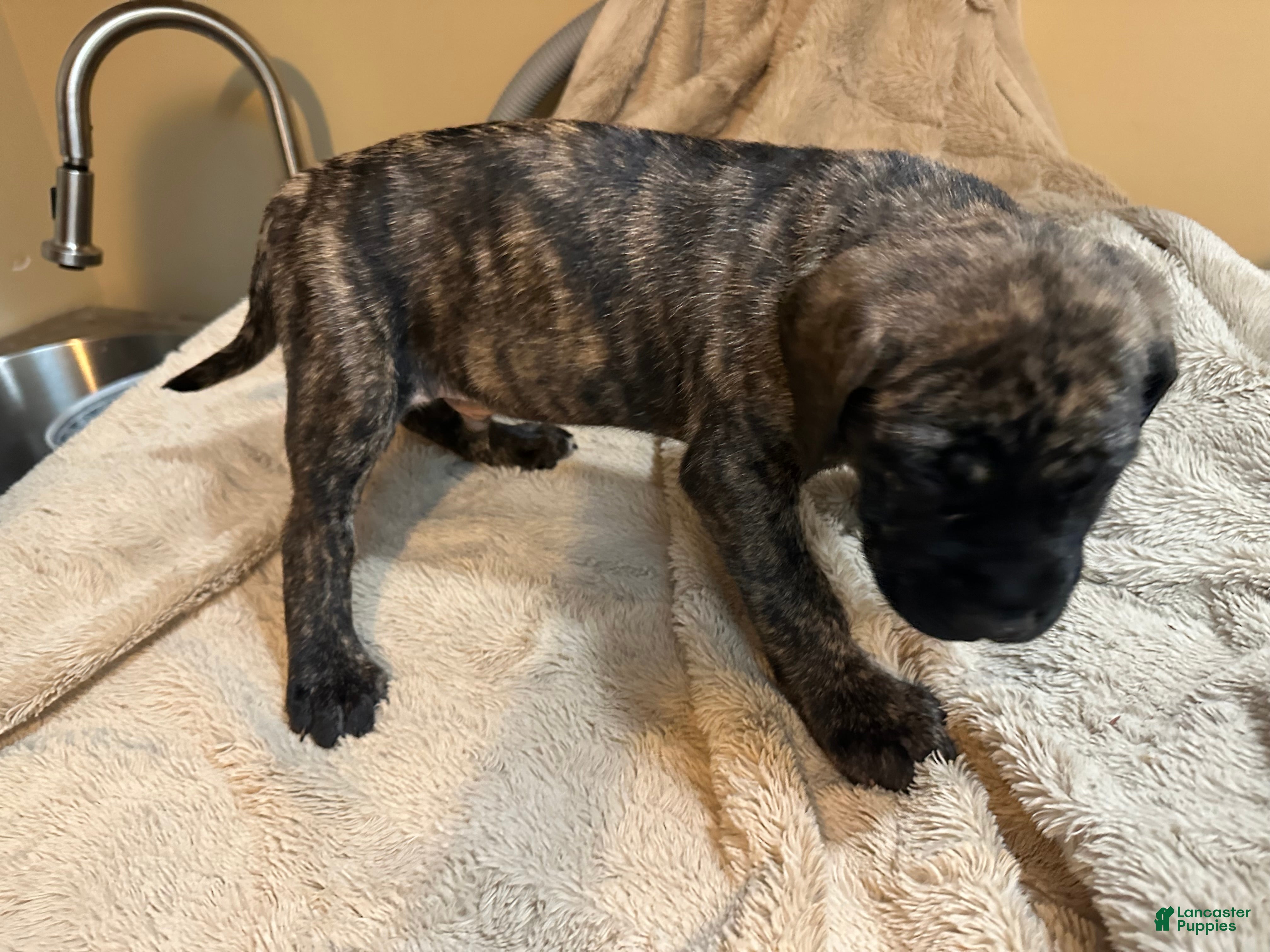 English Mastiff dogs English Mastiff Puppy 1 - Ad 18