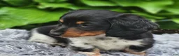 Miniature Dachshund dogs for sale: James - Ad 8