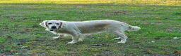 Golden Retriever dogs for sale: Molly - Ad 4