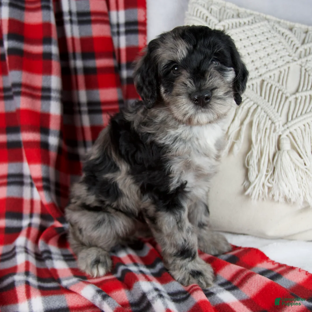 Schnoodle dogs for sale: Dawn - Ad 2