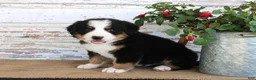 Bernese Mountain Dog dogs for sale: Major - Ad 6