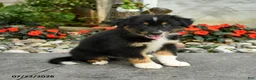 Australian Shepherd dogs for sale: Amir - Ad 3