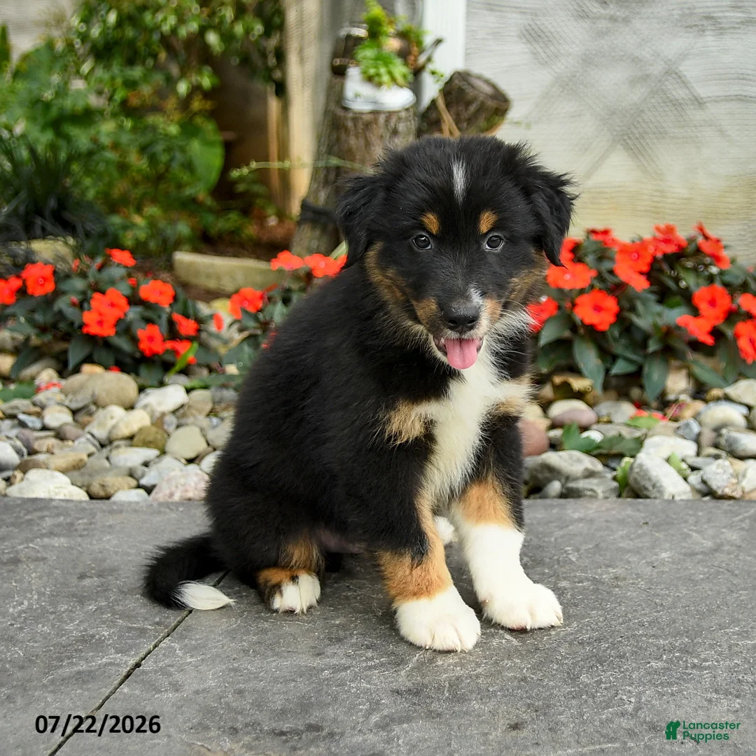 Australian Shepherd dogs for sale: Amir - Ad 3