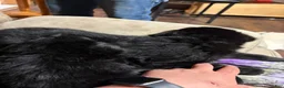 German Shepherd dogs for sale: German Shepherd Puppy 2 - Ad 7