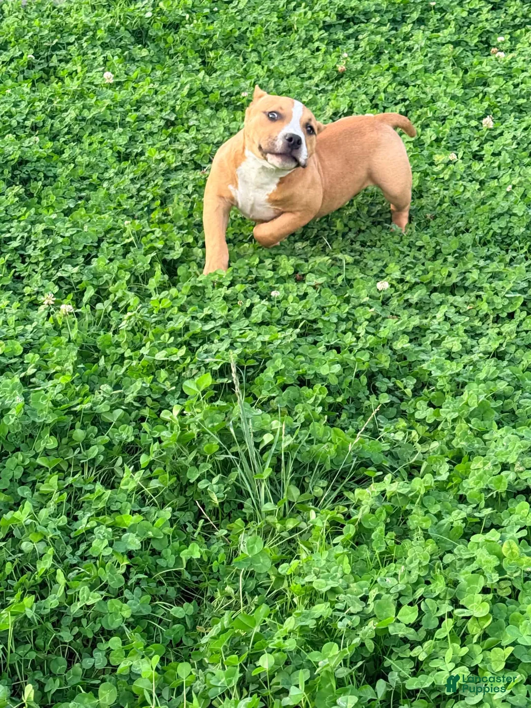 American Bully dogs for sale: Rolo - Ad 2