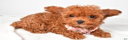 Toy Poodle dogs for sale: Emmy - Ad 2