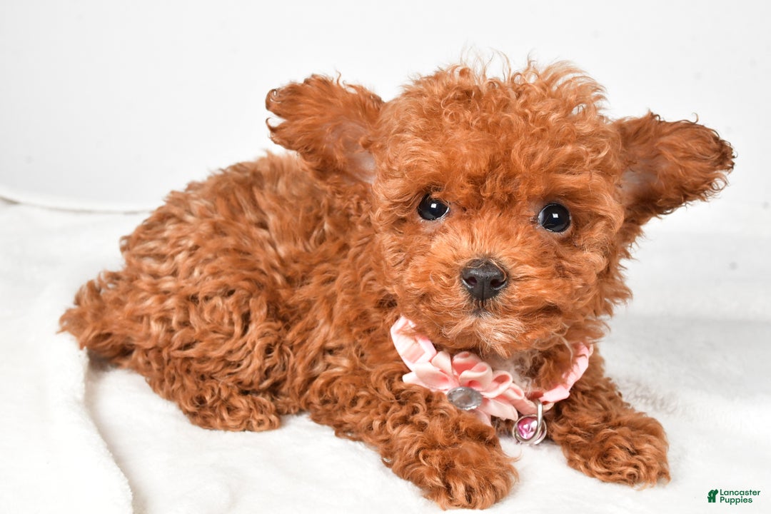 Toy Poodle dogs for sale: Emmy - Ad 2