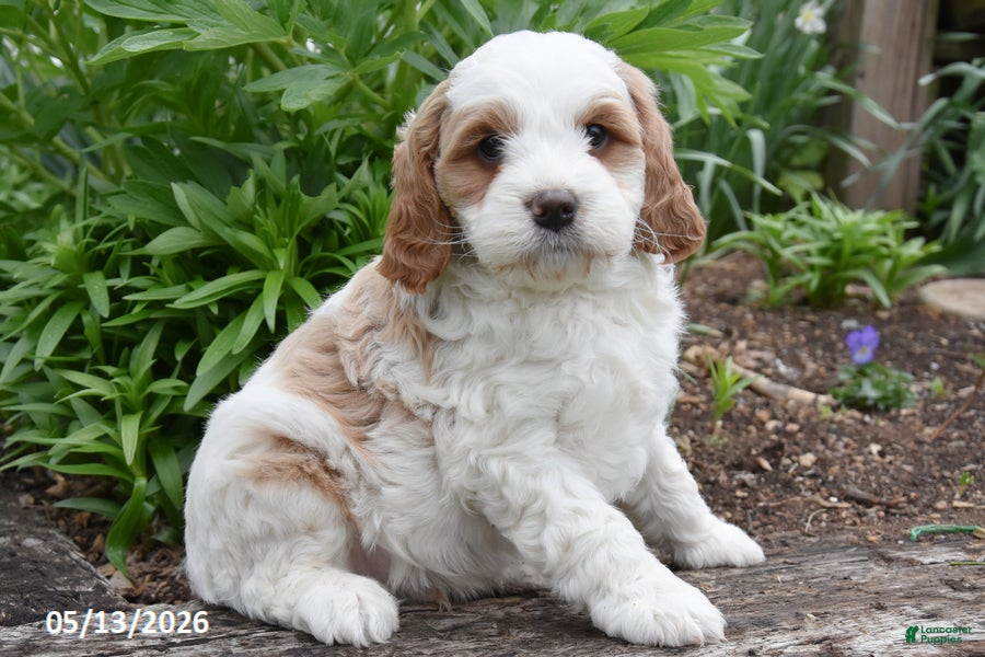 Cavapoo dogs Roxie - Ad 1