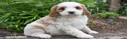 Cavapoo dogs for sale: Roxie - Ad 1