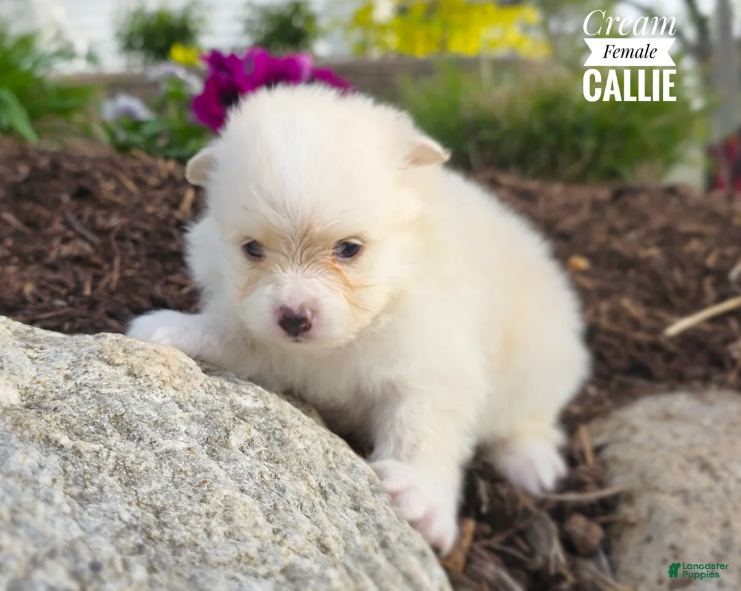 Pomeranian dogs for sale: Callie (Cream) - Ad 1