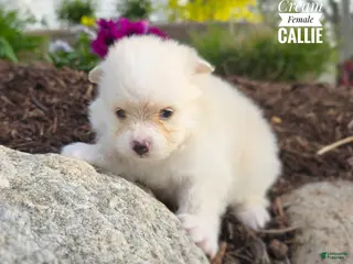 Pomeranian dogs for sale: Callie (Cream) - Ad 1