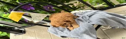 Cavapoo dogs for sale: Jinger - Ad 10