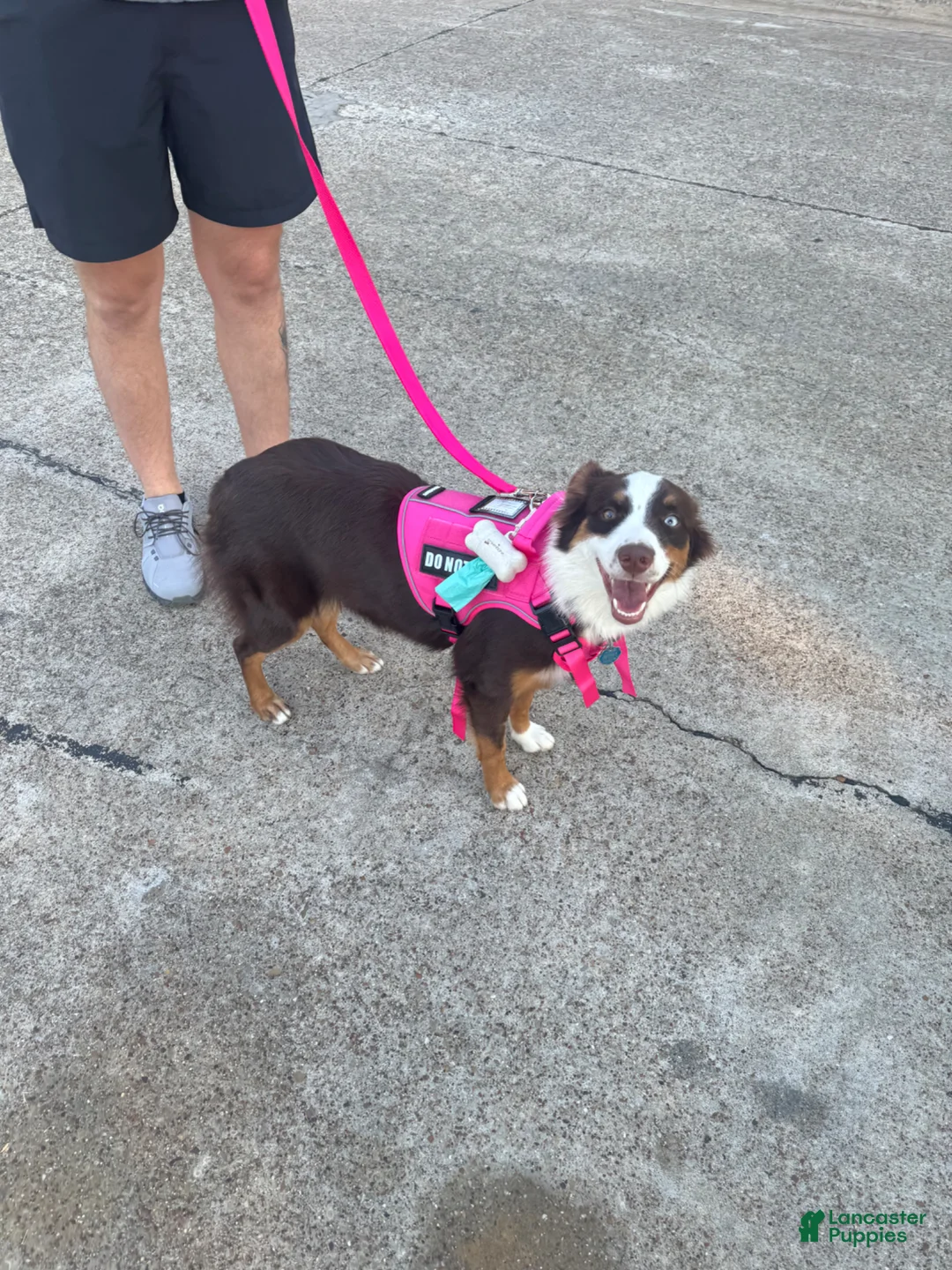 Australian Shepherd dogs for sale: Australian Shepherd Puppy 2 - Ad 6