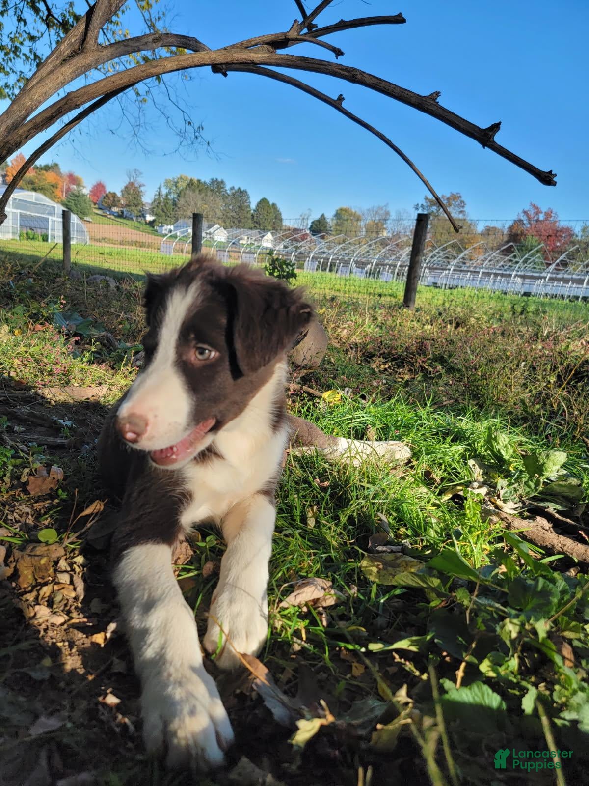 Border Collie dogs for sale: Neal - Ad 1