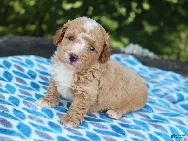 Miniature Poodle dogs for sale: Shawn - Ad 3
