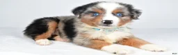 Miniature Australian Shepherd dogs for sale: Koen  - Ad 8