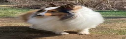 Shetland Sheepdog dogs for sale: Sylvan  - Ad 15