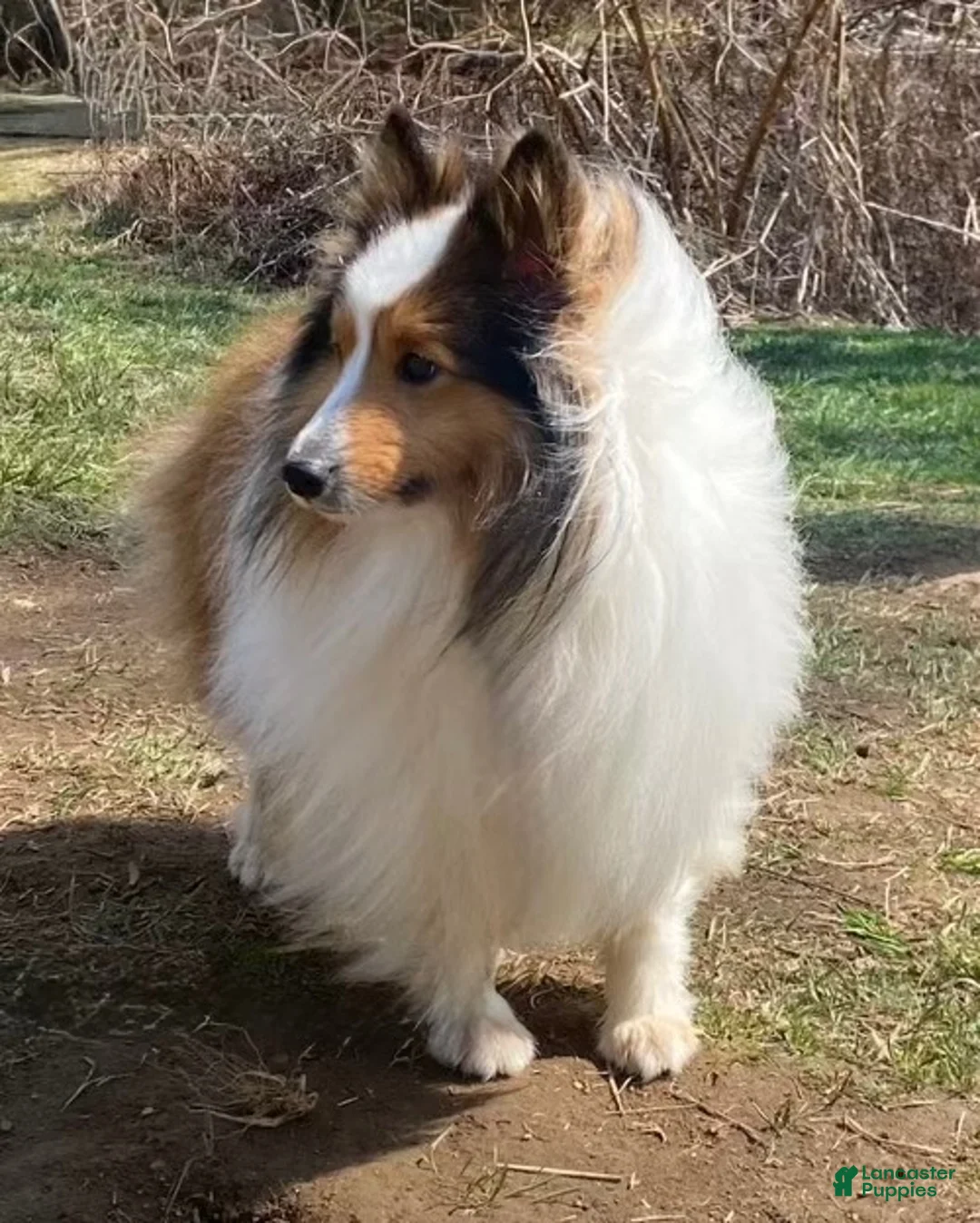 Shetland Sheepdog dogs for sale: Sylvan  - Ad 15