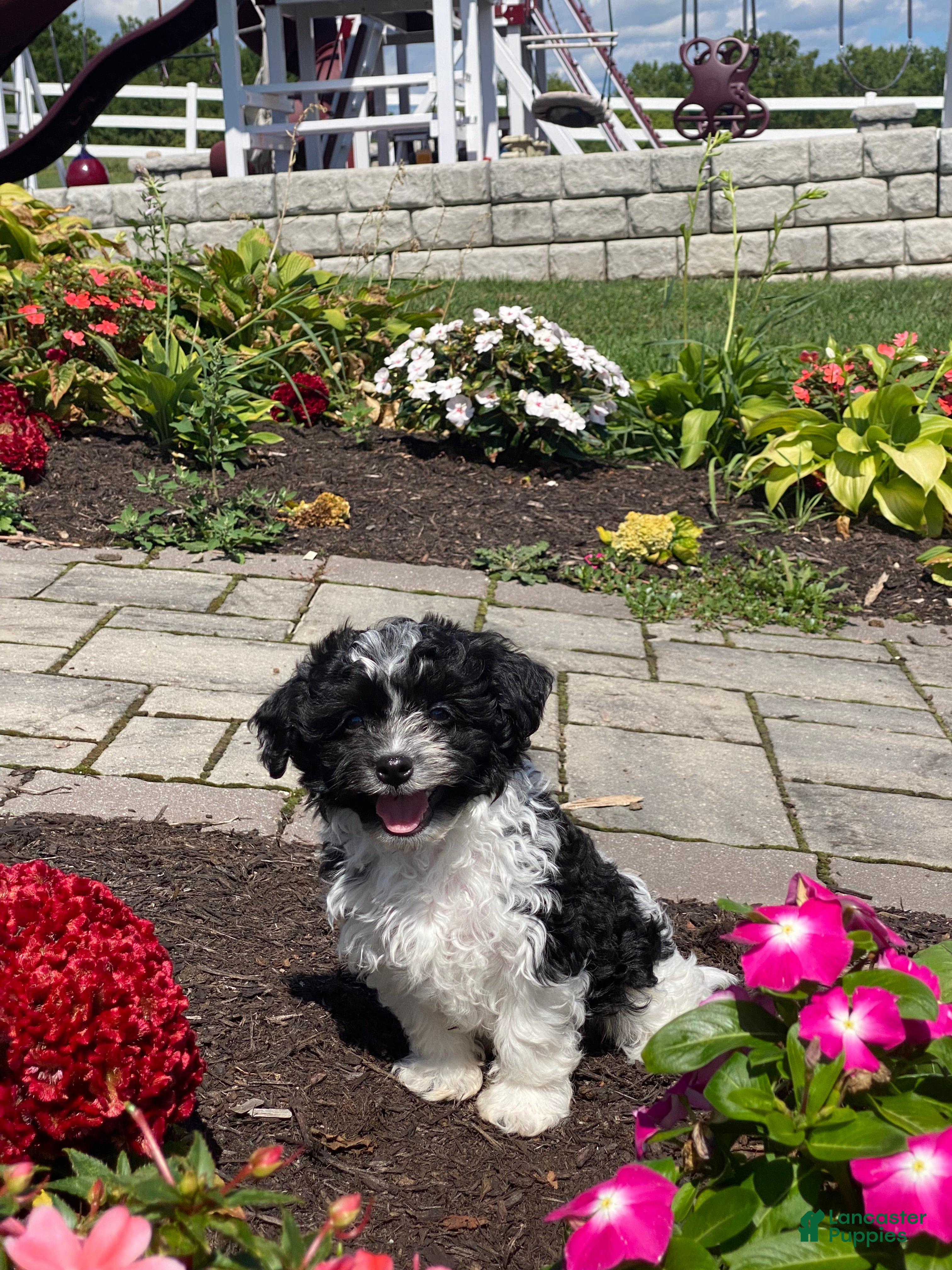 Havanese dogs Henry  - Ad 13
