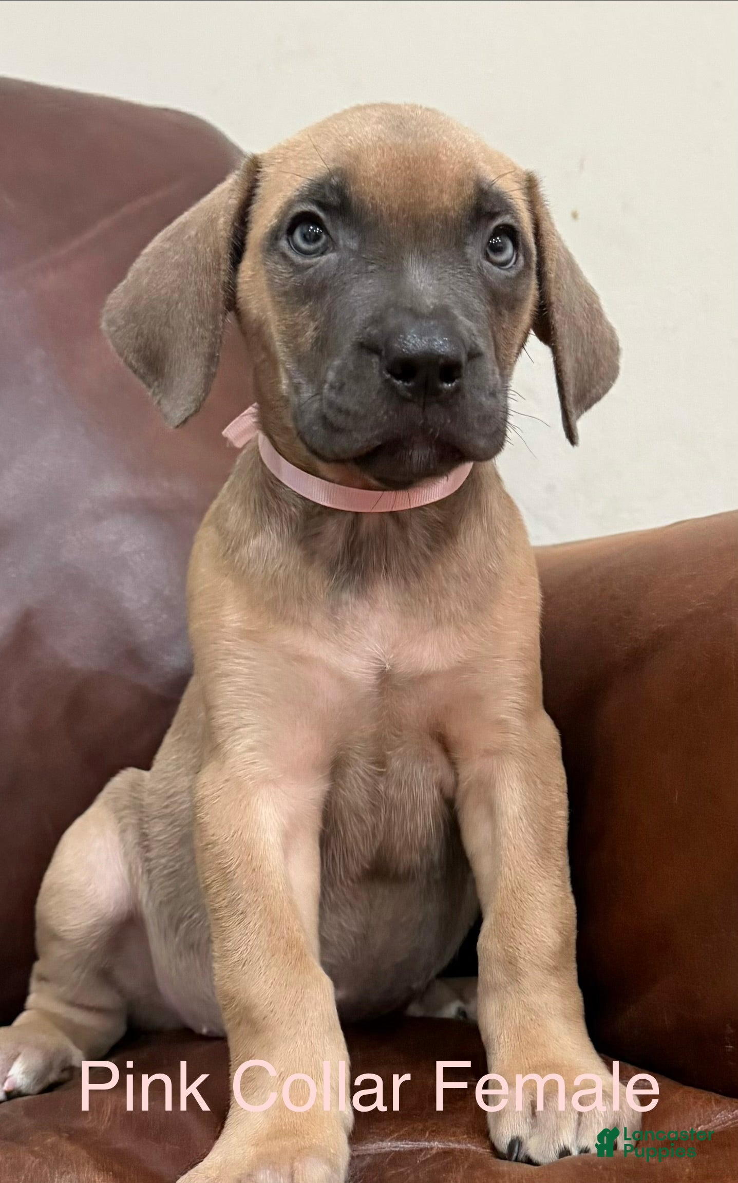 Cane Corso dogs Cane Corso Pink Collar F - Ad 2