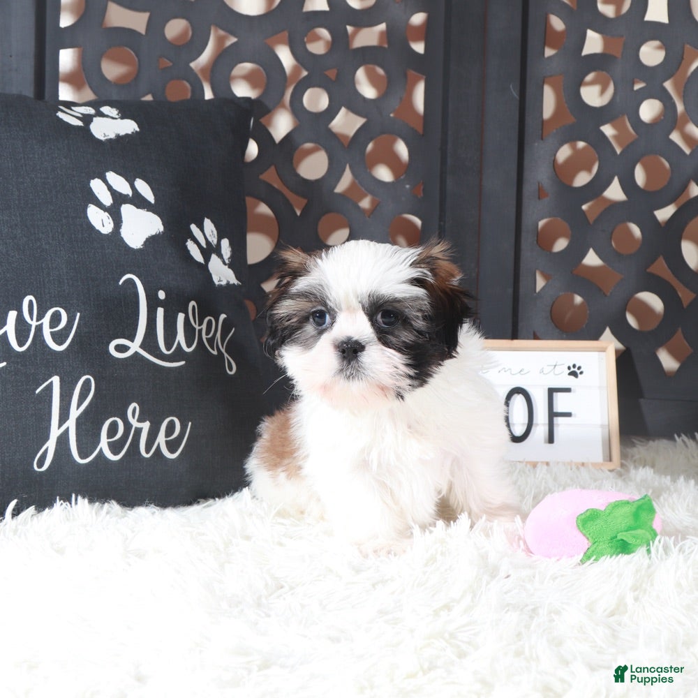 Shih Tzu dogs Annie Sweet Little Shihtzu Puppy - Ad 2