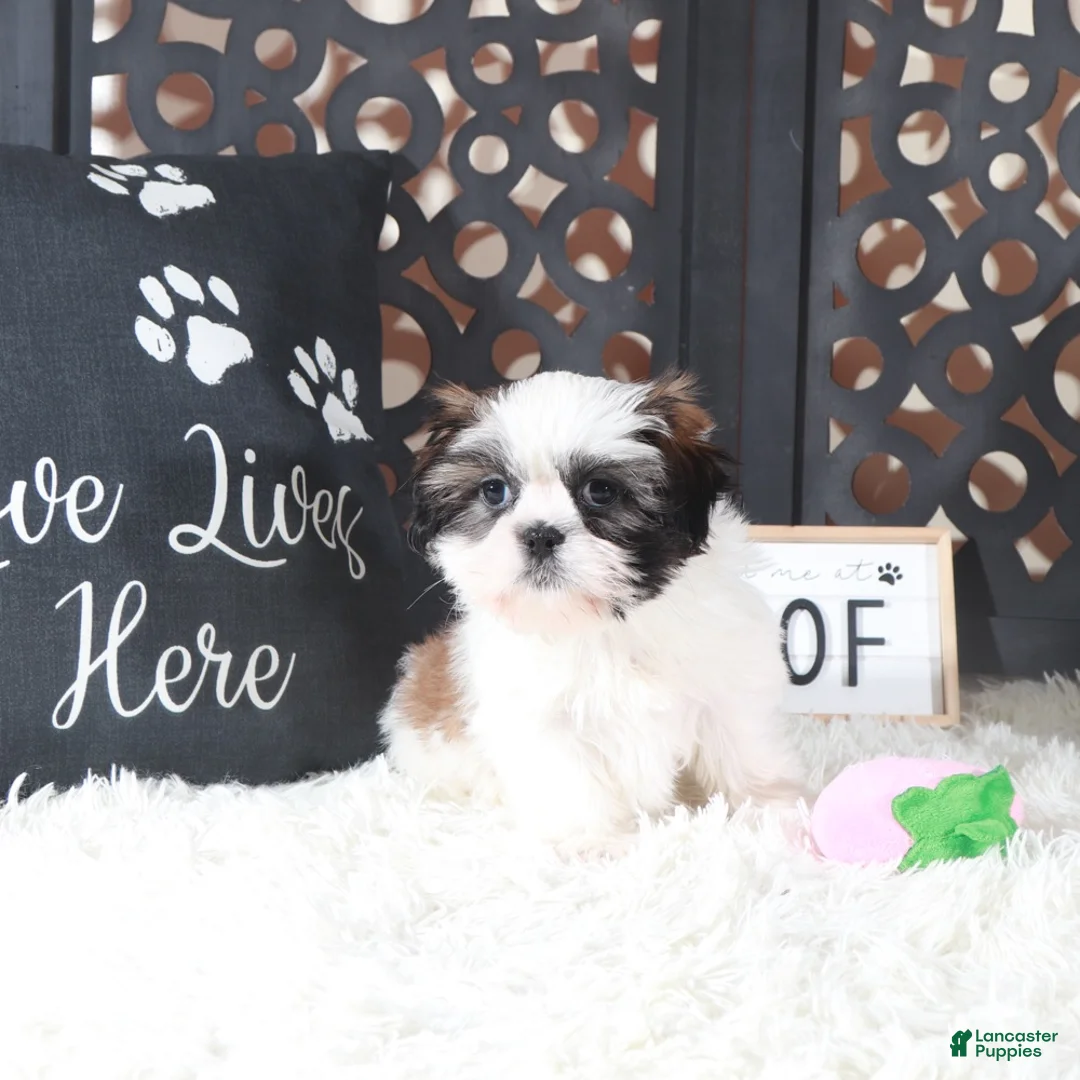 Shih Tzu dogs for sale: Annie Sweet Little Shihtzu Puppy - Ad 2