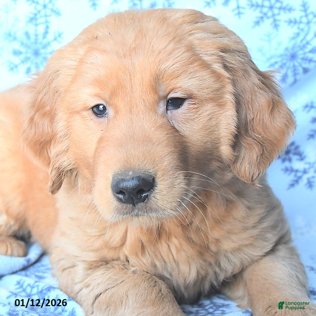 Golden Retriever dogs for sale: Prince    - Ad 3
