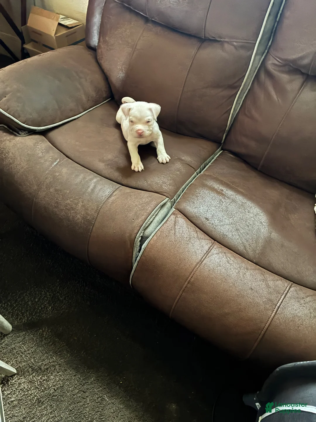 American Bully dogs for sale: American Bully 3 - Ad 2