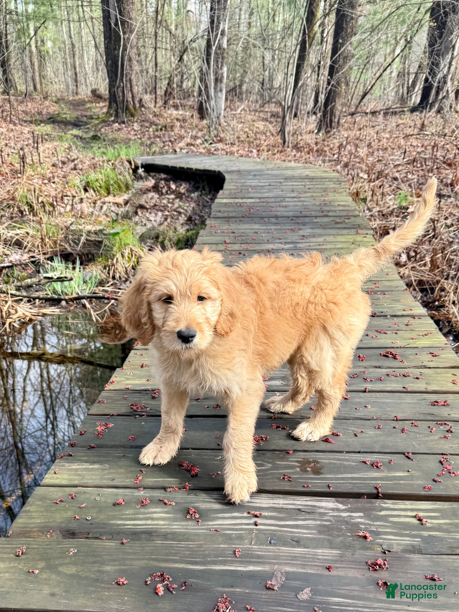 Double Doodle dogs Double Doodle Puppy 1 - Ad 2