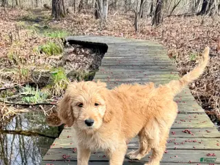 Double Doodle dogs Double Doodle Puppy 1 - Ad 2