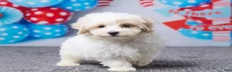Maltipoo dogs for sale: Clay - Ad 4