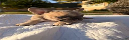 French Bulldog dogs for sale: Lilly - Ad 6