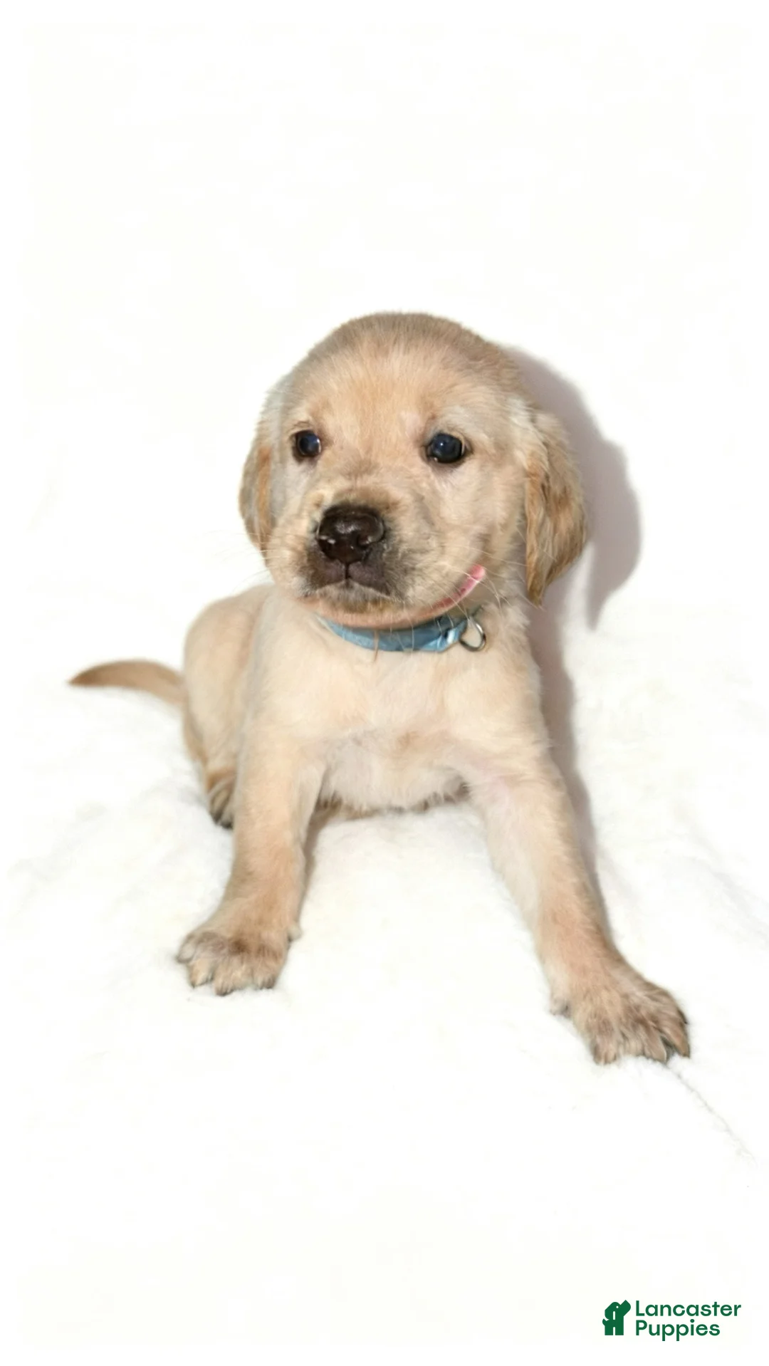 Mixed Breed dogs for sale: Snow - Ad 1