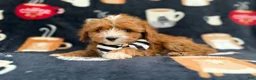 Cavapoo dogs for sale: Jackson - Ad 7