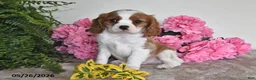 Cavalier King Charles Spaniel dogs for sale: Banjo - Ad 3